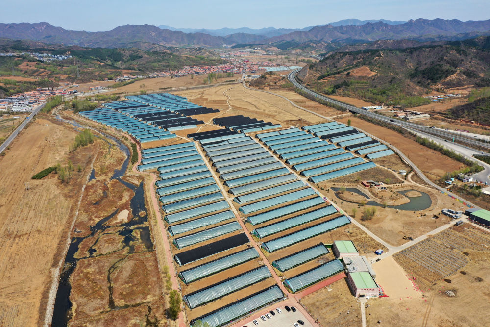 2023年5月1日拍摄的隆化县七家镇西道村的草莓基地。新华社记者 金良快 摄