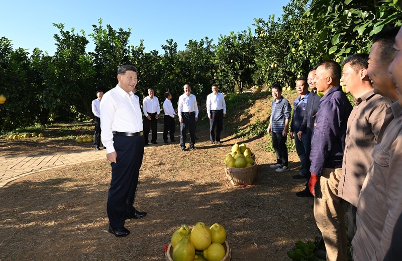 11月7日至8日,中共中央总书记、国家主席、中央军委主席习近平在广东考察。这是7日下午,习近平在梅州市梅县区雁洋镇南福金柚种植基地考察时,同果农和农技人员亲切交流。新华社记者 谢环驰 摄