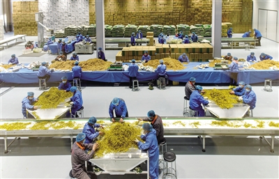 图为坊城新村黄花产业园加工车间内，工人们正在挑拣黄花。资料图片
