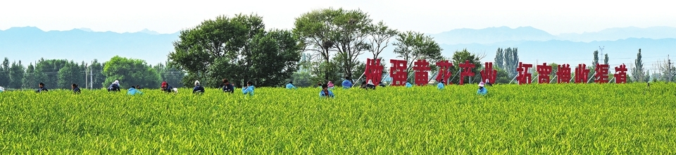 云州区黄花基地遍地生“金”。