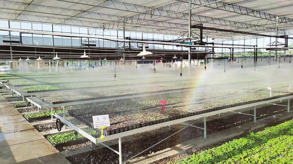 中条林局良种繁育基地。