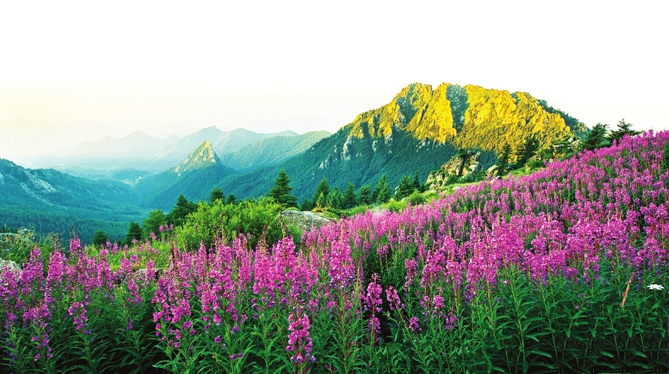 芦芽山草木葳蕤山花烂漫。（图片除署名外均由省林草局提供）