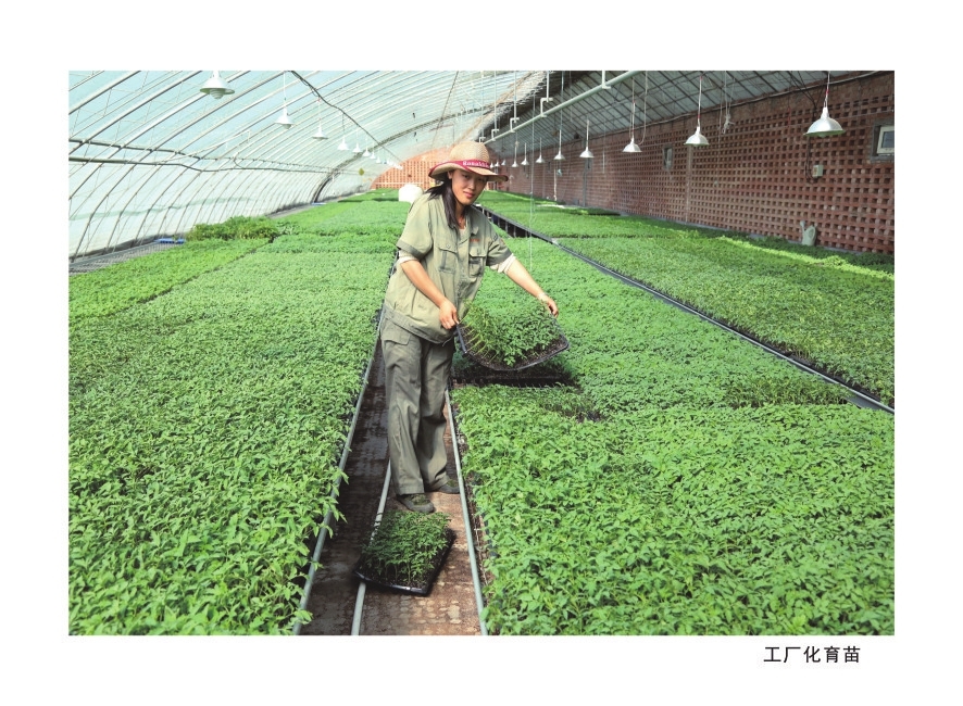 晋中市榆次区农技人员开展工厂化育苗。