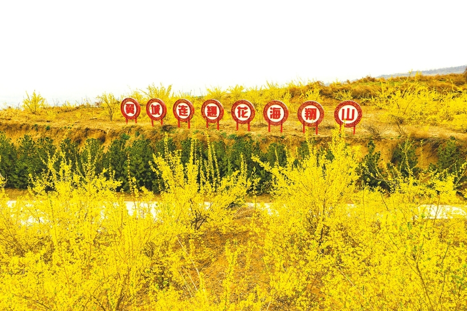 临汾市翼城县连翘基地连翘花迎风摇曳。崔建荣摄