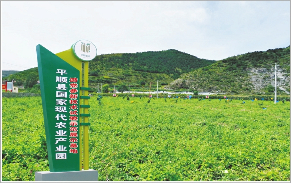 长治市平顺县国家现代农业产业园潞党参长势良好。