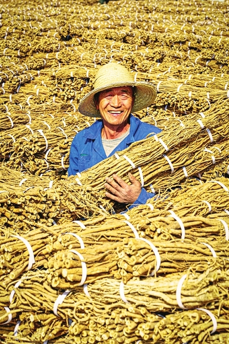 大同市浑源县黄芪丰收让药农喜上眉梢。
