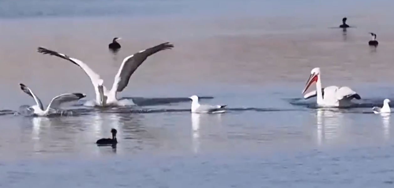 国家一级保护动物卷羽鹈鹕现身壶流河湿地