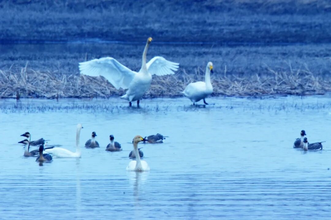 /website-webapp/ewebeditor/uploadfile/浑源：上百只白天鹅栖息神溪湿地