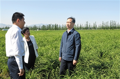 6月6日，省委常委、市委书记卢东亮在云州区深入田间地头察看黄花长势。张燕伟摄