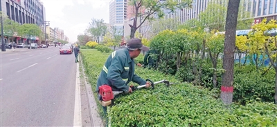 图为绿化队员工修剪街头绿化带树木。 曹飞摄
