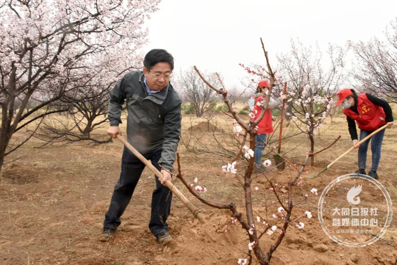 4月11日上午，省委常委、市委书记张吉福在阳高县大泉山森林公园参加义务植树活动，为建设美丽大同挥锹添绿。张燕伟摄