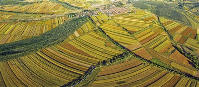 图为云冈区高山镇上碗沟村小杂粮种植基地。张占兵 摄