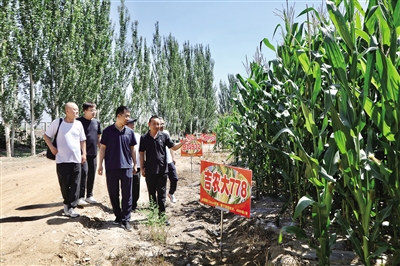 图为农技专家在阳高县全得利种植专业合作社种植基地进行实地指导。韩堃摄 图为农技专家在阳高县全得利种植专业合作社种植基地进行实地指导。韩堃摄