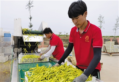 大同花倾城田间农业发展有限公司工作人员正在对黄花进行分拣装盘。苑捷摄