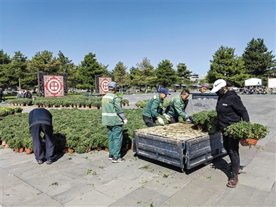 园林工人正有条不紊地装卸摆放菊花。张志忠摄 园林工人正有条不紊地装卸摆放菊花。张志忠摄