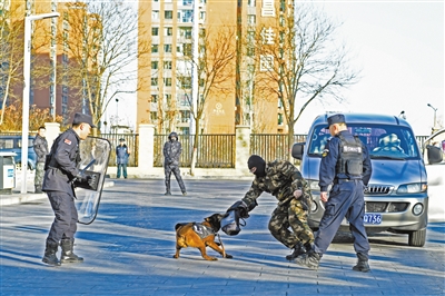 图为开放日活动中，训导员指令警犬执行抓捕任务演练。于宏摄