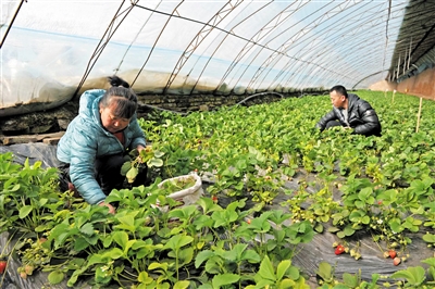 图为西水磨村村民在大棚里除草。　于宏摄