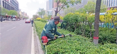 图为绿化队员工修剪街头绿化带树木。　曹飞摄