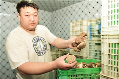 图为采摘工展示刚摘下的新鲜香菇。于宏摄