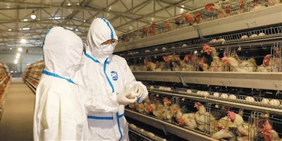 周士庄镇养鸡企业工作人员正在对鸡蛋品质进行抽检。苑捷摄