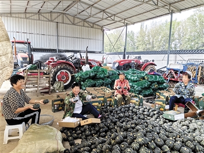 农民拿着贝贝南瓜乐开了花。宋芳摄
