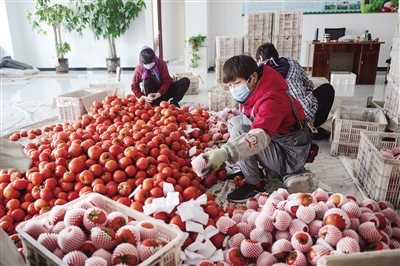 阳高西红柿产业已形成了规模化建设、标准化生产的良好发展格局。图为工人正在车间分拣西红柿打包装运。苑捷摄
