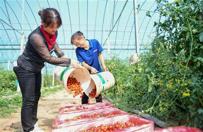 蔬菜大棚里采摘的脱贫户 蔬菜大棚里采摘的脱贫户