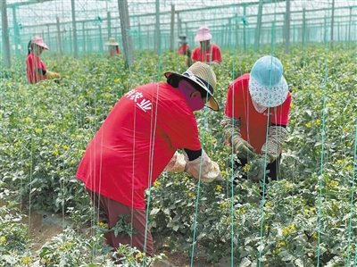 天镇县明亮温暖的大棚里，一片生机盎然的景象。申力摄