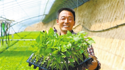 天镇县京利农业开发有限公司智能化育苗大棚里，嫩绿的辣椒、西红柿、黄瓜苗在恒温恒湿的环境中茁壮成长。申力摄