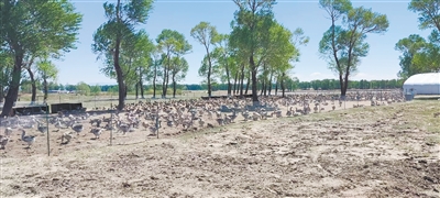 新荣区佳硕农场投资200万元在破鲁堡乡水深塘村林下养殖朗德鹅,目前存栏约5000只。苑捷摄 新荣区佳硕农场投资200万元在破鲁堡乡水深塘村林下养殖朗德鹅,目前存栏约5000只。苑捷摄
