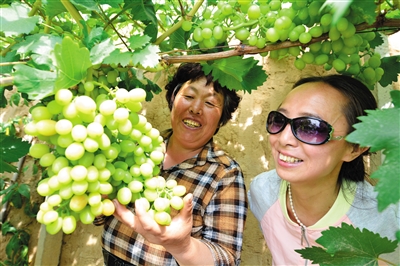 色泽诱人的葡萄引来多方游客感受采摘乐趣。宋芳摄