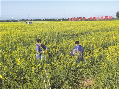 黄花采摘季,周士庄镇花农正在采摘黄花。苑捷摄 黄花采摘季,周士庄镇花农正在采摘黄花。苑捷摄