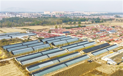 图为壶泉镇稻地村整齐排列的蔬菜大棚。戎禹仁摄