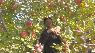 在云州区吉家庄乡牛寺沟村的天佑采摘园，山地有机苹果树硕果累累。苑捷摄