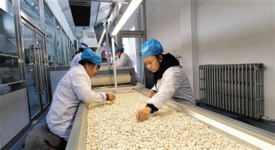 天镇县通航粮贸公司的生产线上，工人正在筛选白芸豆。苑捷摄