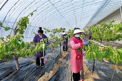 图为在大同蓝海大樱桃种植基地内,工人们正在“洗果”。李冬宾摄 图为在大同蓝海大樱桃种植基地内,工人们正在“洗果”。李冬宾摄
