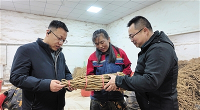 图为工人对收购的黄芪进行分拣、分级、捆绑。苑捷摄