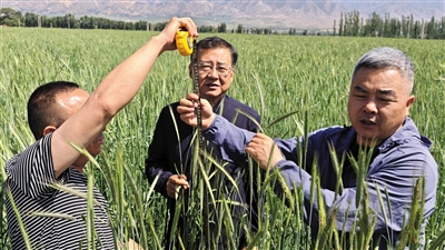 图为专业技术人员正在观测冬黑麦收割前长势，开展现场测产。苑捷摄