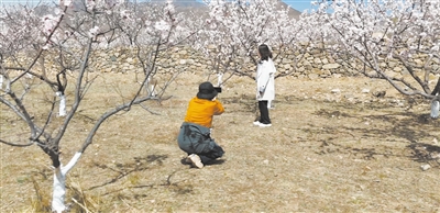 天镇县白羊口村的长城脚下漫山杏花如云霞般铺展，吸引各地游客和摄影爱好者纷至沓来。苑捷摄（资料照片）
