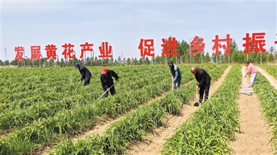 云州区周士庄镇农民进行田间管护。苑捷摄