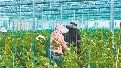 图为在天镇县青禾农业种植基地智慧大棚内,村民正在有条不紊地开展精细化管护工作。申力摄 图为在天镇县青禾农业种植基地智慧大棚内,村民正在有条不紊地开展精细化管护工作。申力摄