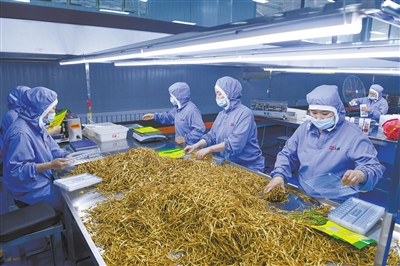 图为大同三利集团生产车间内工人们正在包装黄花产品。戎禹仁摄 图为大同三利集团生产车间内工人们正在包装黄花产品。戎禹仁摄