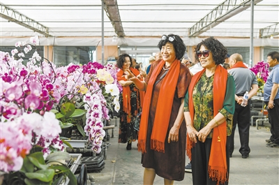 图为老知青参观杨家窑村蝴蝶兰种植基地。于宏摄