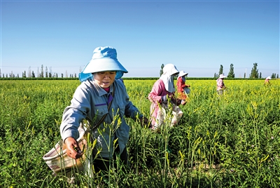 7月19日清晨，云州区唐家堡有机黄花标准化种植基地内，农户们正在采摘黄花。盛夏时节，云州区黄花迎来丰收季，田间随处可见农户忙碌采摘黄花的身影。张燕伟摄