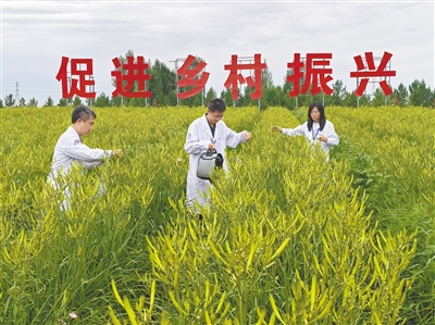 图为市综合检验检测中心技术人员正在黄花田里采集检测样品。苑捷摄