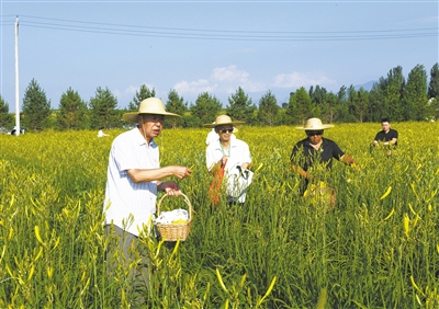 图为市乡村振兴服务中心干部职工在采摘黄花。戎禹仁摄 图为市乡村振兴服务中心干部职工在采摘黄花。戎禹仁摄
