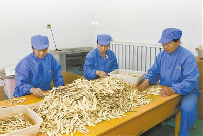 在万生黄芪开发有限公司的生产车间里，工人们正在加工黄芪片。戎禹仁摄