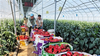 图为鲁耕蔬菜种植基地大棚内，工作人员装袋运出彩椒。张占兵摄