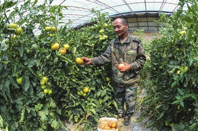 塔益佳种植养殖农产品加工农民专业合作社西红柿种植大棚内，村民正忙着采摘西红柿。于宏摄