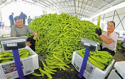 天镇县蔬菜收购代办点内,工人们忙着对采收的辣椒进行分拣、称重、装箱。于宏摄 天镇县蔬菜收购代办点内,工人们忙着对采收的辣椒进行分拣、称重、装箱。于宏摄